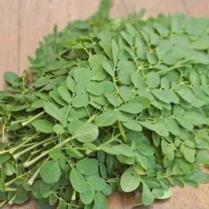 

DAUN KELOR SEGAR PETIK DADAKAN DARI POHON