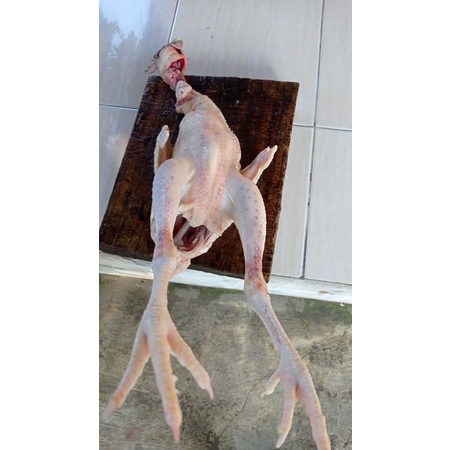 

ayam kampung hidup