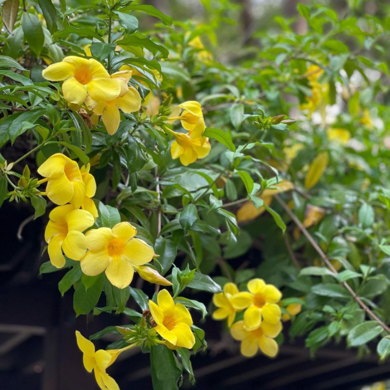 Bibit Bunga Alamanda / Bunga Terompet Emas / Tanaman Hias Terompet Kuning / Bibit Bunga Alamanda