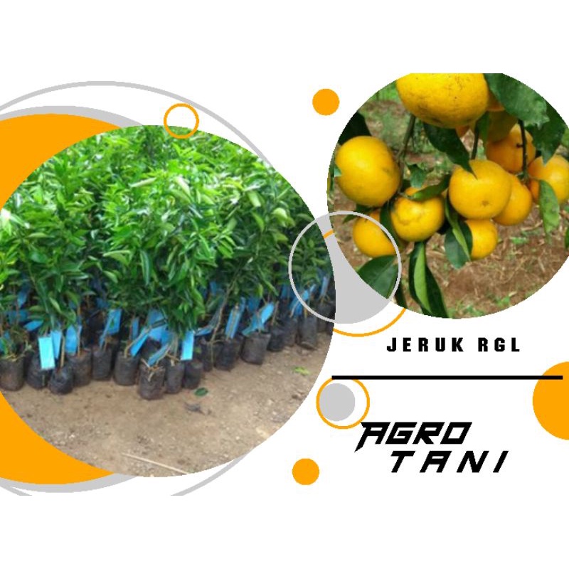 bibit jeruk RGL bisa berbuah didalam pot