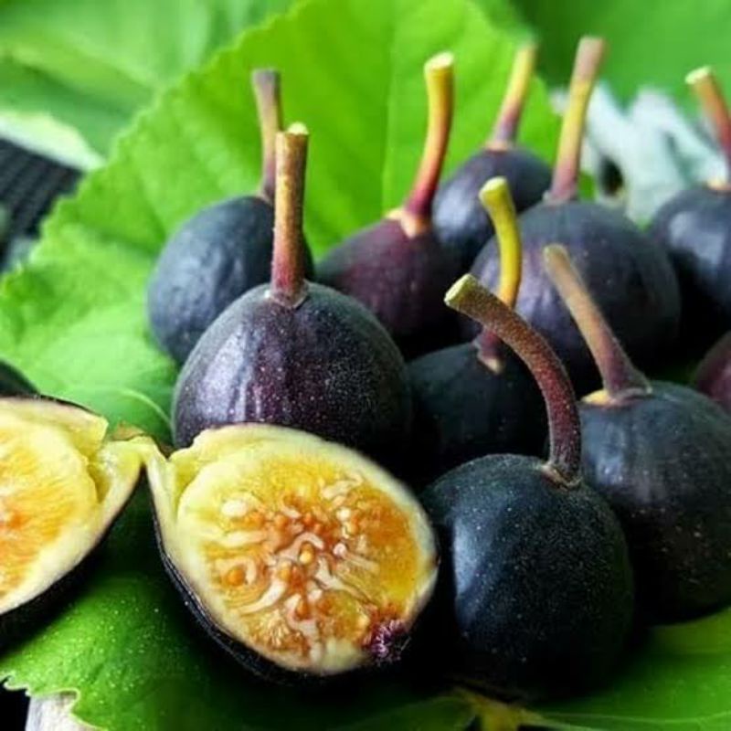bibit fresh cangkok tin buah tin/buah ara hitam IRAQI