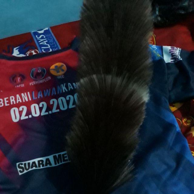 Kemucing