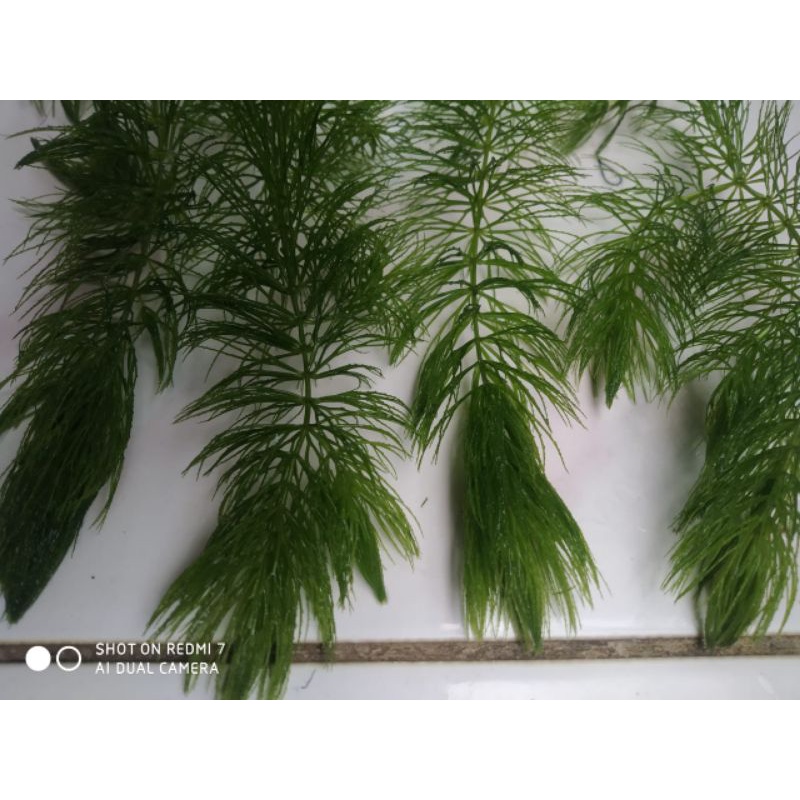 tanaman ekor tupai, tanaman ganggang air