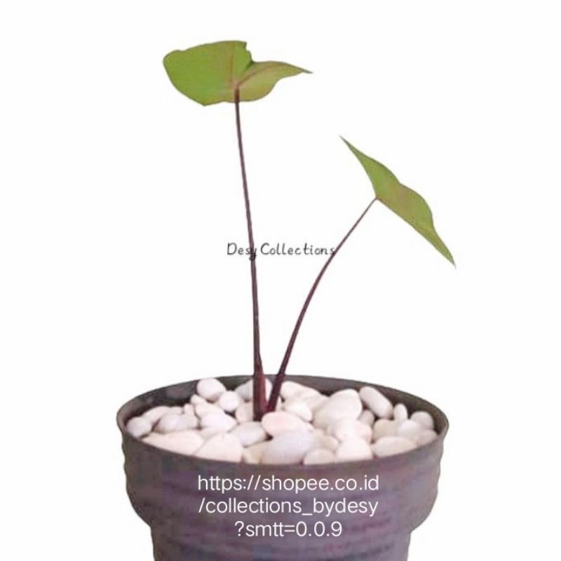 BIBIT TANAMAN XANTHOSOMA VIOLACEUM/ TALAS HITAM Khusus P.Jawa. Produk Gudang 1