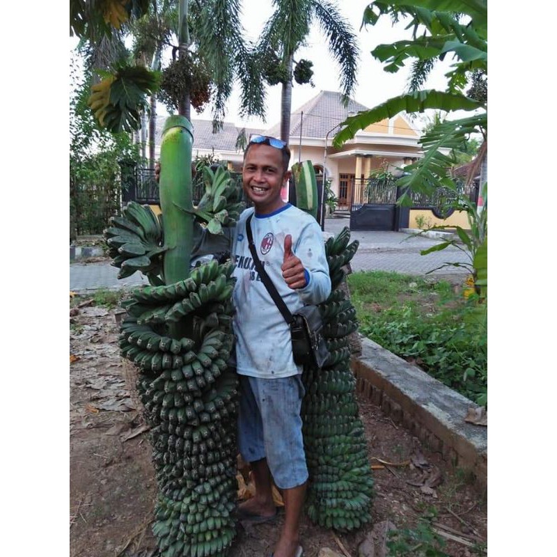 100% ASLI !!!, Jual Bibit Pisang Kepok Tanjung, Jual Bibit Pisang Kepok Tanpa Jantung