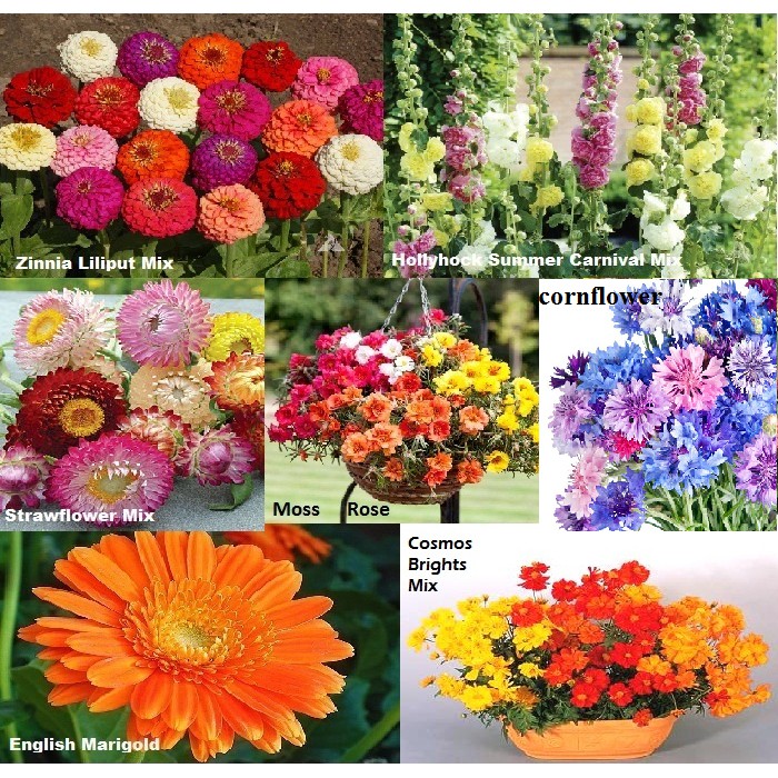 Jual Paket Hemat Benih Biji Bunga Musim Panas Moss Rose Zinnia Marigold Isi Jenis Cantik