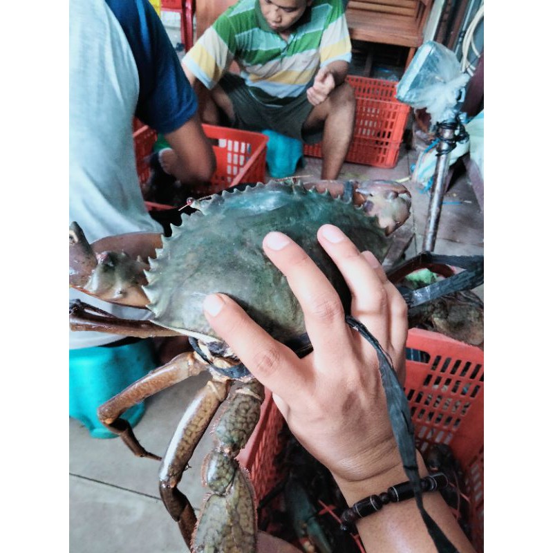 

Kepiting dan lobster mutiara