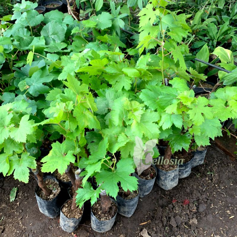 ID BIBIT TANAMAN ANGGUR IMPORT GRAFTING BERMACAM-MACAM JENIS
