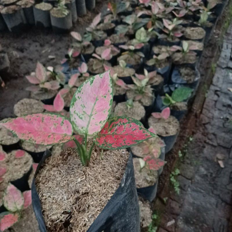 Aglonema Red Anjamani Lokal daun 3-5