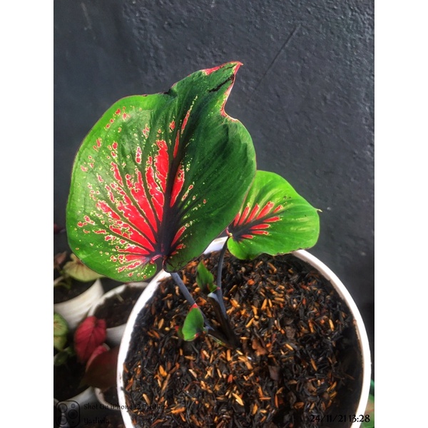 Caladium Ganesha Wilis Daun Ganda