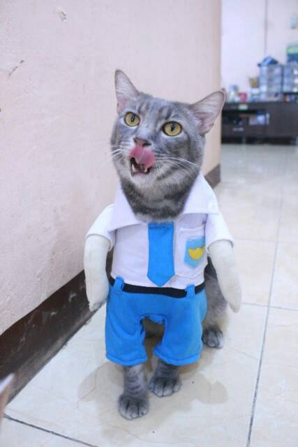 Kostum anak sekolah SMA untuk kucing dan anjing baju kucing murah size S M L XL