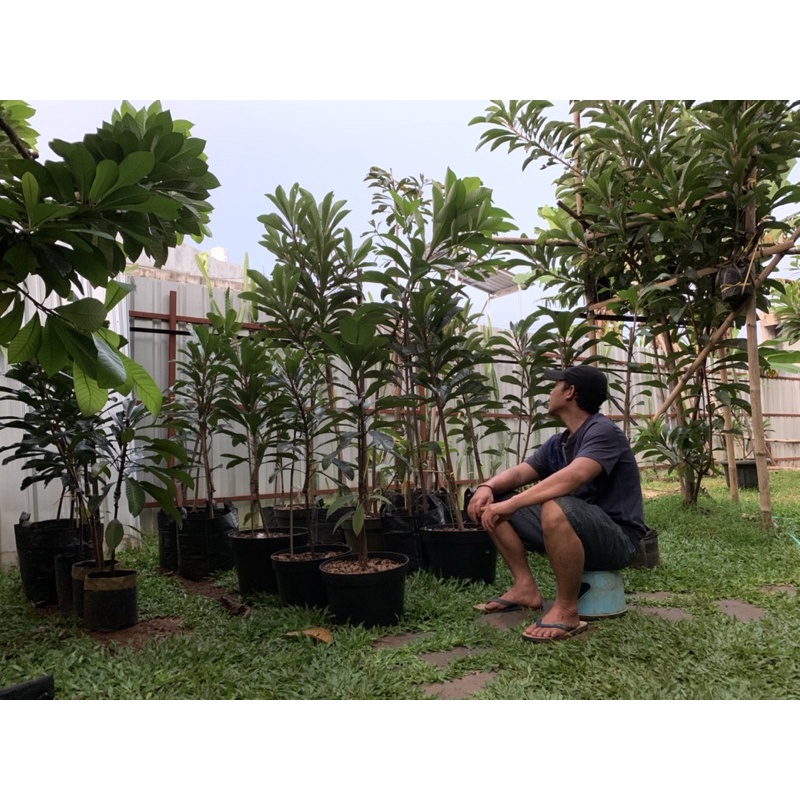 Bibit Mamey Sapote Okulasi sambung susu