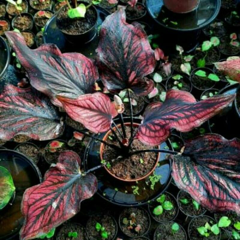(UMBI) Caladium Red Stone