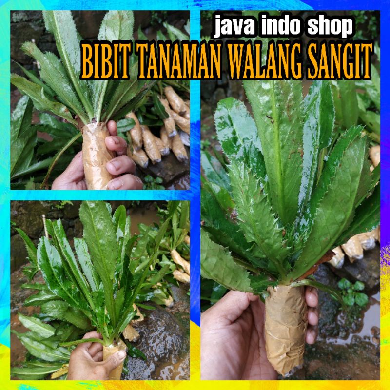 BIBIT WALANG SANGIT / TANAMAN WALANG SANGIT / DAUN WALANG SANGIT