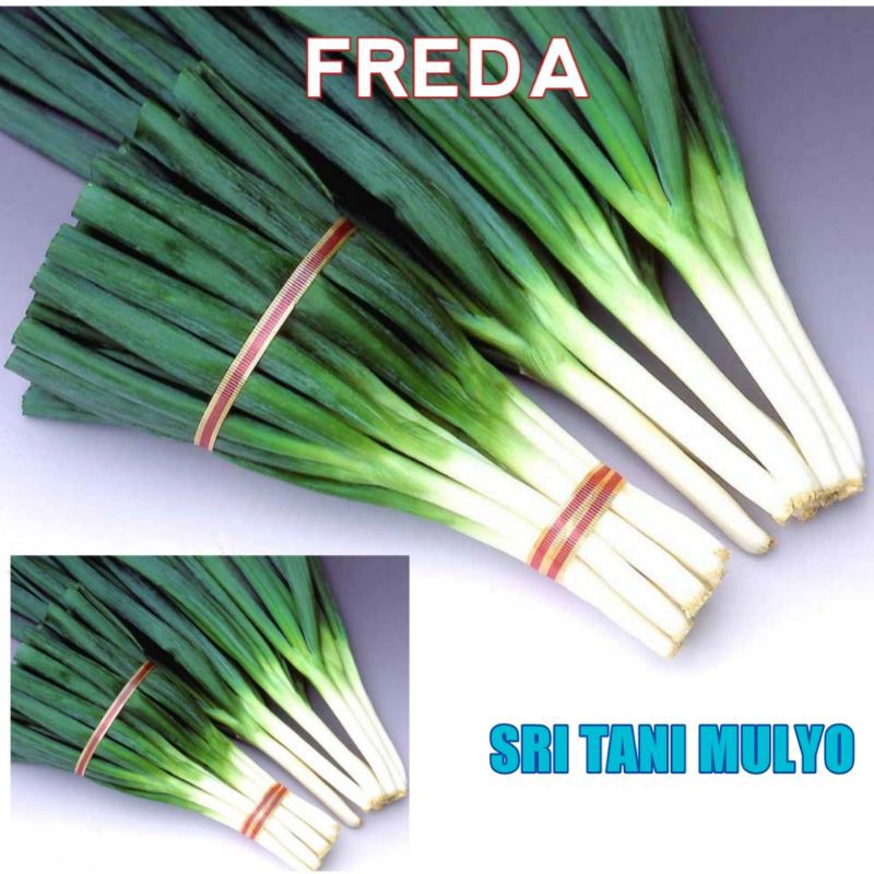 Biji  Benih Bawang Daun REDA  Tumbuh Seragam Dan Lambat Berbunga  Bibit Sayur Sayuran Oncang benih e