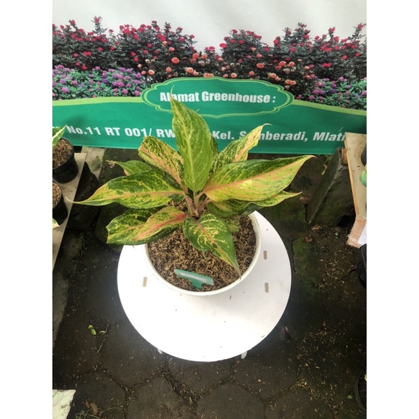 aglaonema red panama rumpun 5