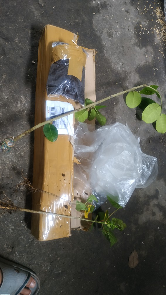 Bahan Bonsai Amplas Taiwan Import