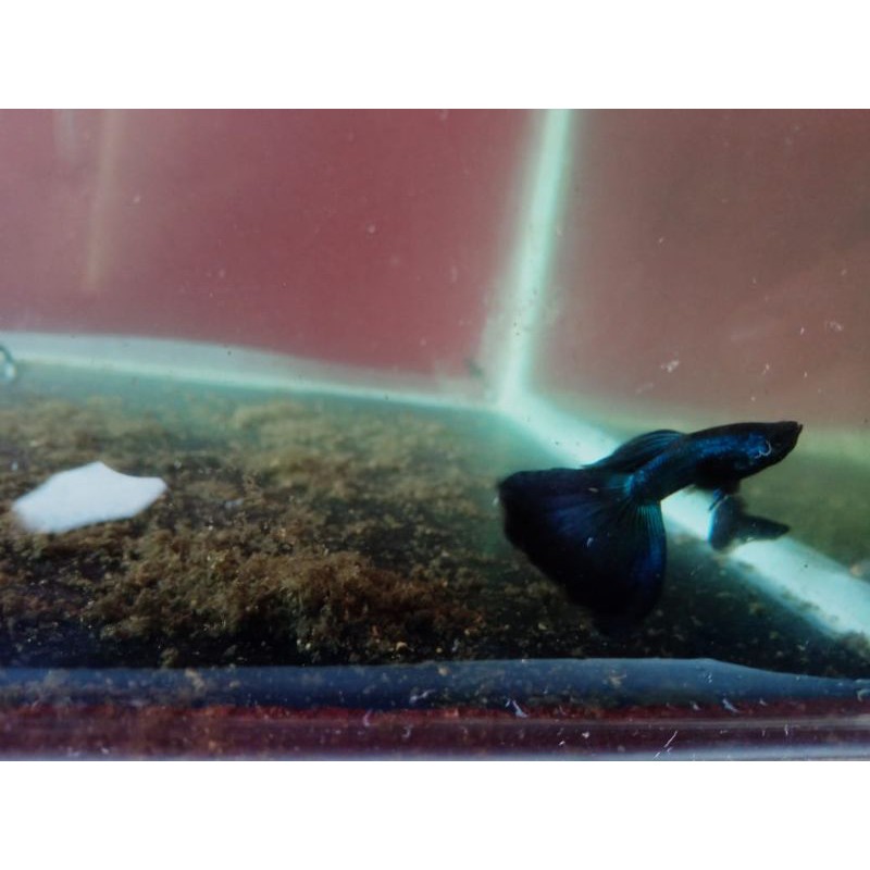 ikan guppy black moscow