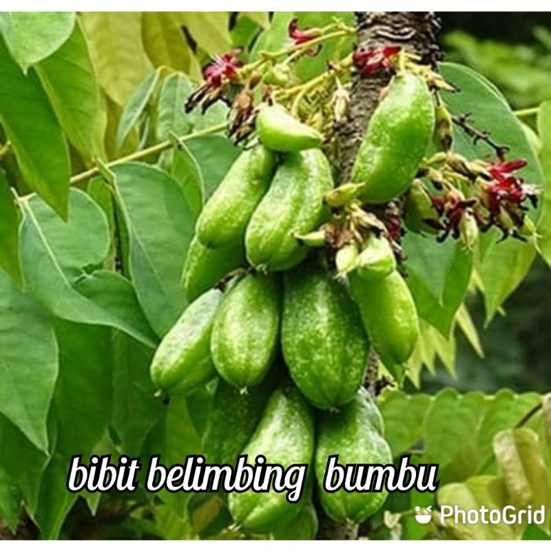 

bibit belimbing luluh / buat masak