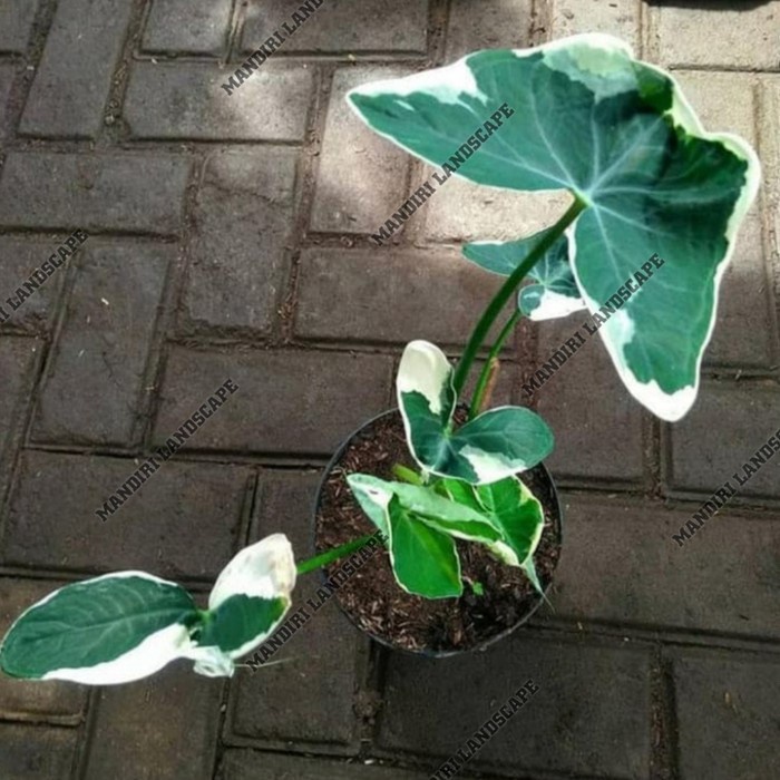 PROMO Tanaman Hias Keladi Kantong Semar -Tanaman hidup-bunga hidup /BUNGA HIDUP TANAMAN HIAS HIDUP/B