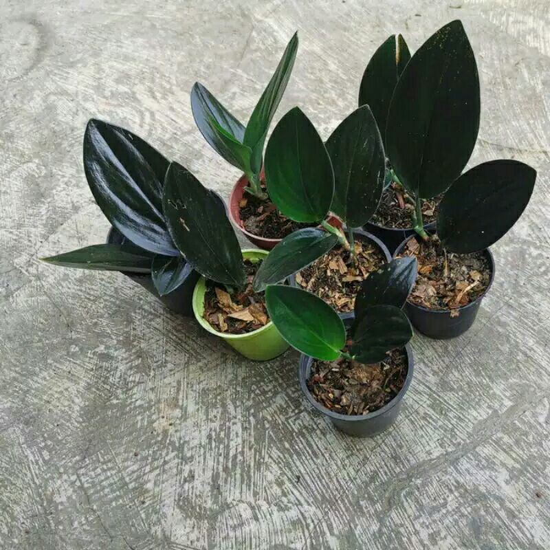 promo tanaman hias scindapsus treubii dark form-scindapsus treubii