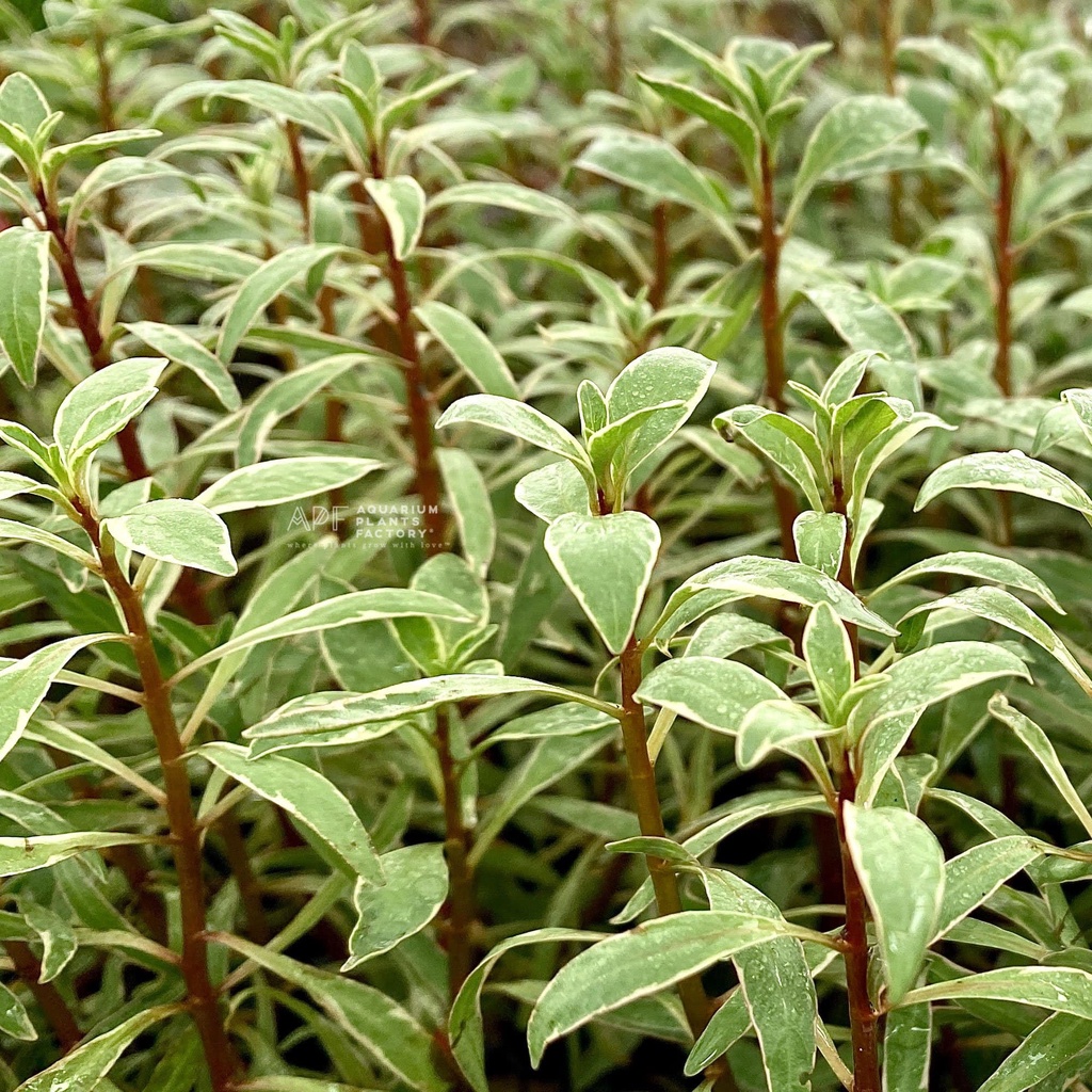 Ludwigia Sp White - Tanaman Aquascape