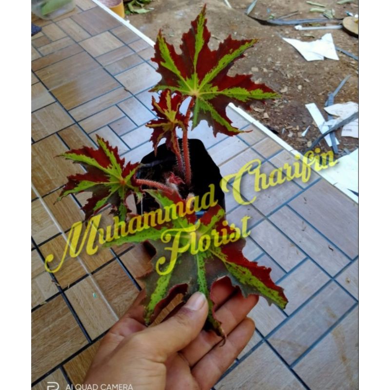 Begonia Bintang Merah(SELAIN PULAU LAMPUNG, JAWA DAN BALI, HARAP CHAT DULU SEBELUM MEMBELI)