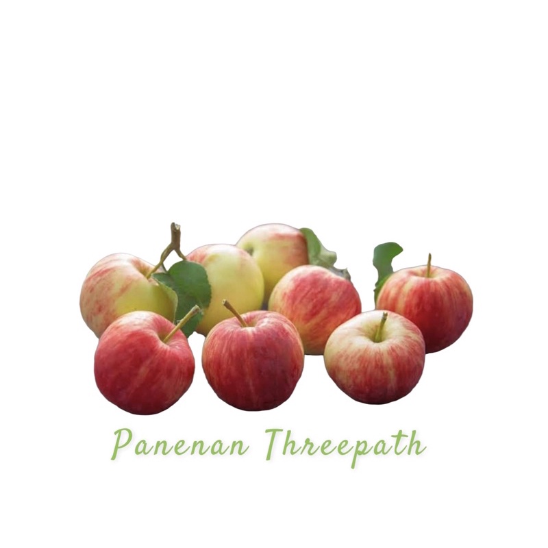 

Apel Ana/apelanakecil/apelchery/apelbatu/apelmalang/apeldarikebun/apelfresh
