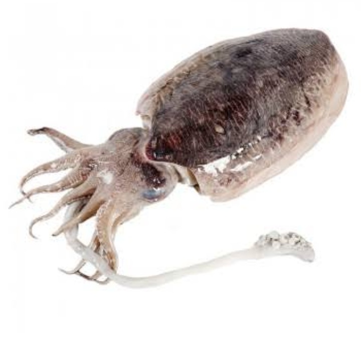 

Sotong Segar 1000 gram | 1 kg