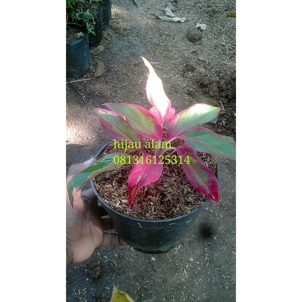 tanaman aglonema lipstik +pot