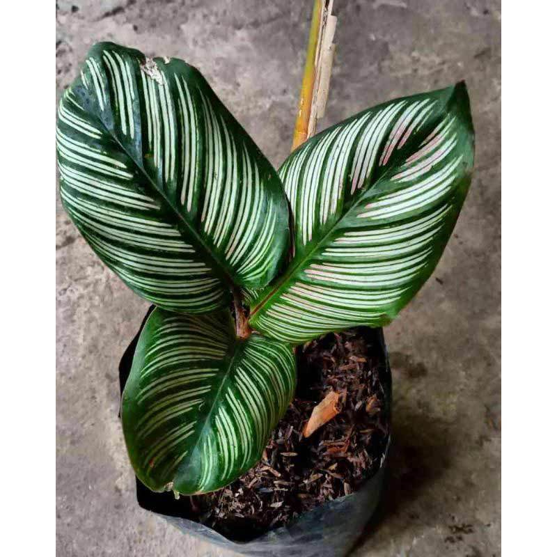 Tanaman Daun Calathea Sisir Majestica Roseo Lineata bergaransi