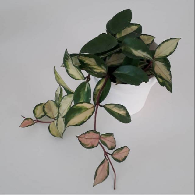 Tanaman pot gantung hoya / tanaman hias hoya cornosa / tanaman hias gantung hoya / tanaman gantung