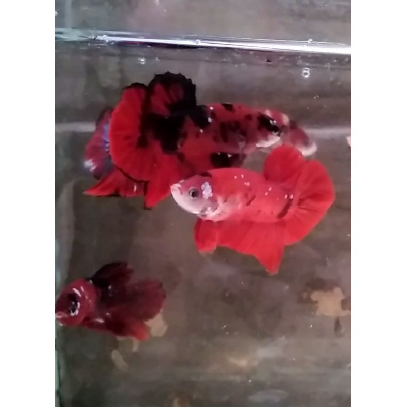 cupang koi ,red koi ,yellow koi,nemo