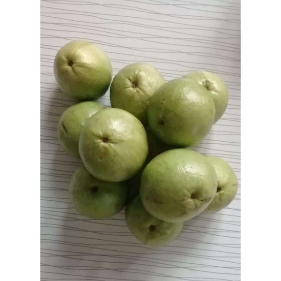 

Jambu Batu Merah
