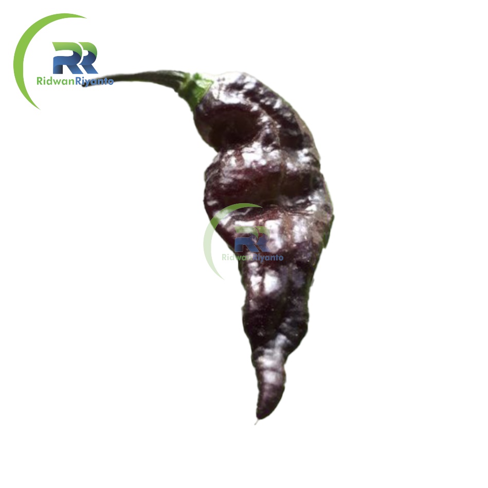 BIJI Benih Cabai BHUT JOLOKIA BLACK Chilli Pepper Chili ini BIJI Benih bukan BUAH CABE nya