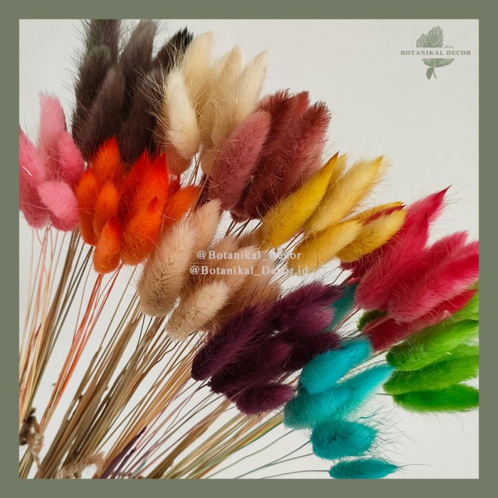 Dried Candy Colour Lagurus/Rabbit Tail Kelinci Bunga Kering Warna - NATURAL