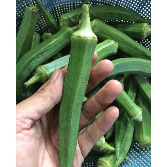 

Sayur Okra Berat 1 kg (Pengiriman Medan)