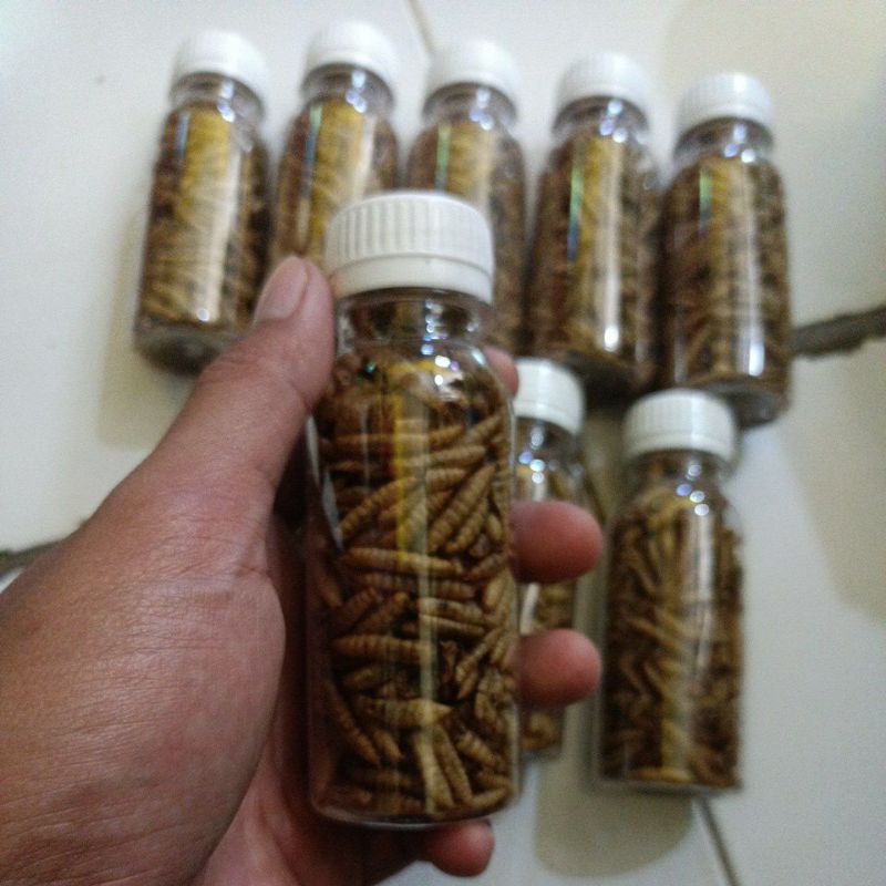 Maggot BSF kering Bersih Fresh repack botol 100ml siap repack produk sendiri