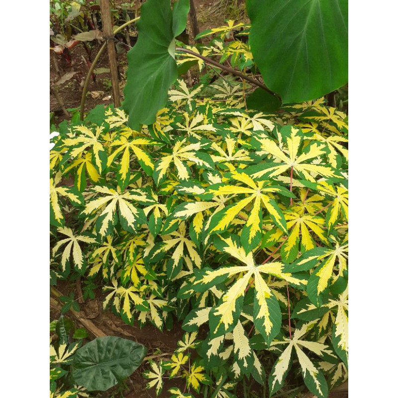 Tanaman Singkong Varigata