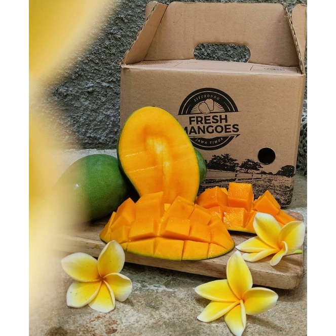 

Mangga harumanis situbondo