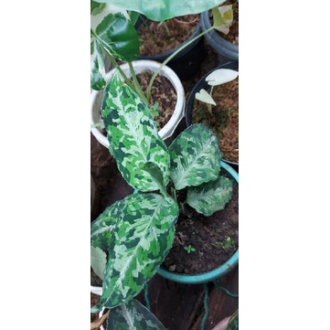 aglaonema pictum tricolor