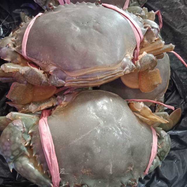 

Kepiting bertelor/betina Hidup 1kg isi 4- 6
