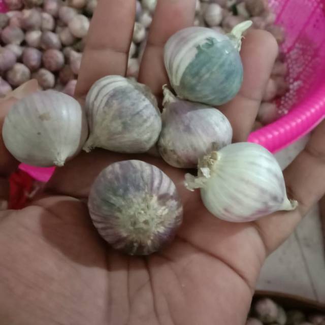 

Bawang putih lanang/tunggal sedang 1kg#