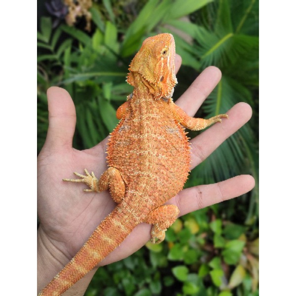 BEARDED  DRAGON HYPO SUPER RED 33CM