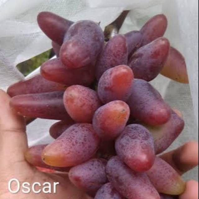 BIBIT ANGGUR IMPORT OSCAR (grafting) (bibit anggur stek/grafting) bibit anggur murah