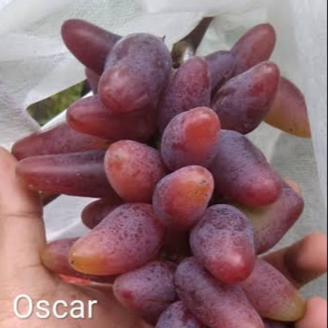 Jual Bibit Tanaman Unggil Buah Anggur Oscar Import Manis Cepat Berbuah Kab Bogor Nansu Cantika Tokopedia