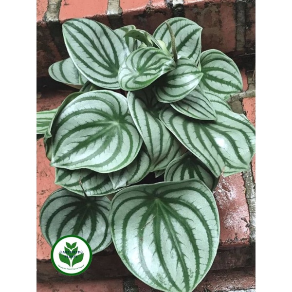TANAMAN HIAS PEPEROMIA WATERMELON JENIS DAUN BESAR