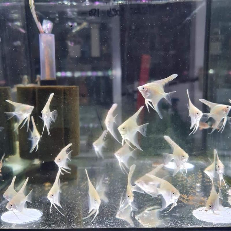 angelfish manfish ikan layang layang albino 10 ekor