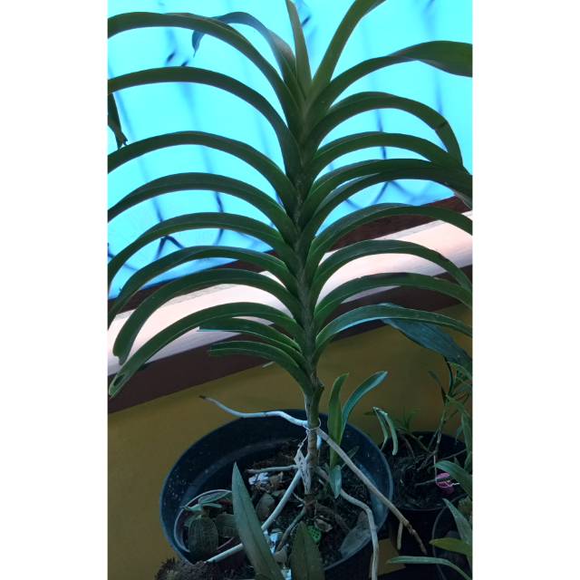 Anggrek vanda tricolor jumbo gendong anak