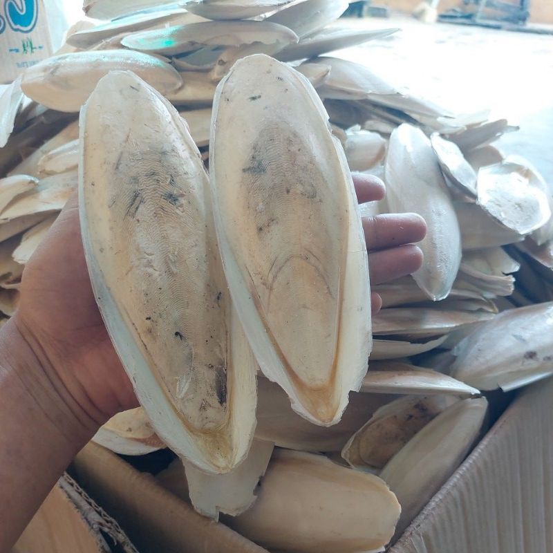 Tulang Sotong Ukuran 15 - 20 CM / 1 Kg